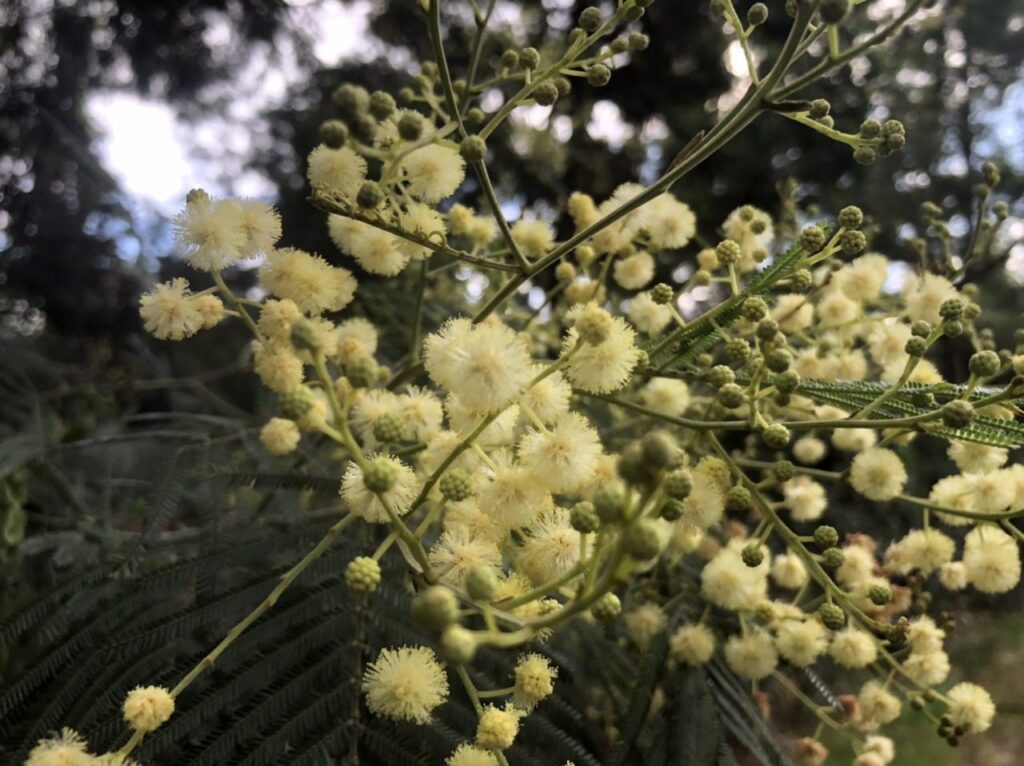 Mimosa en fleur