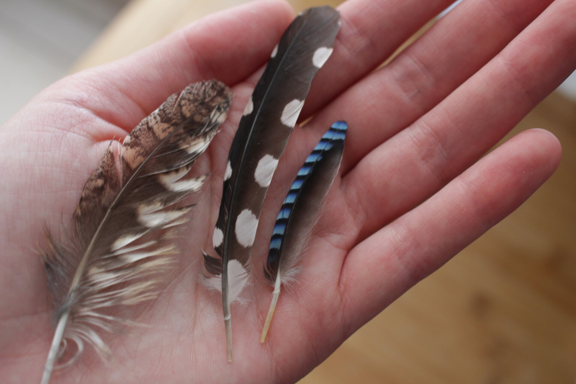 Trois plumes élégantes au creux de la paume