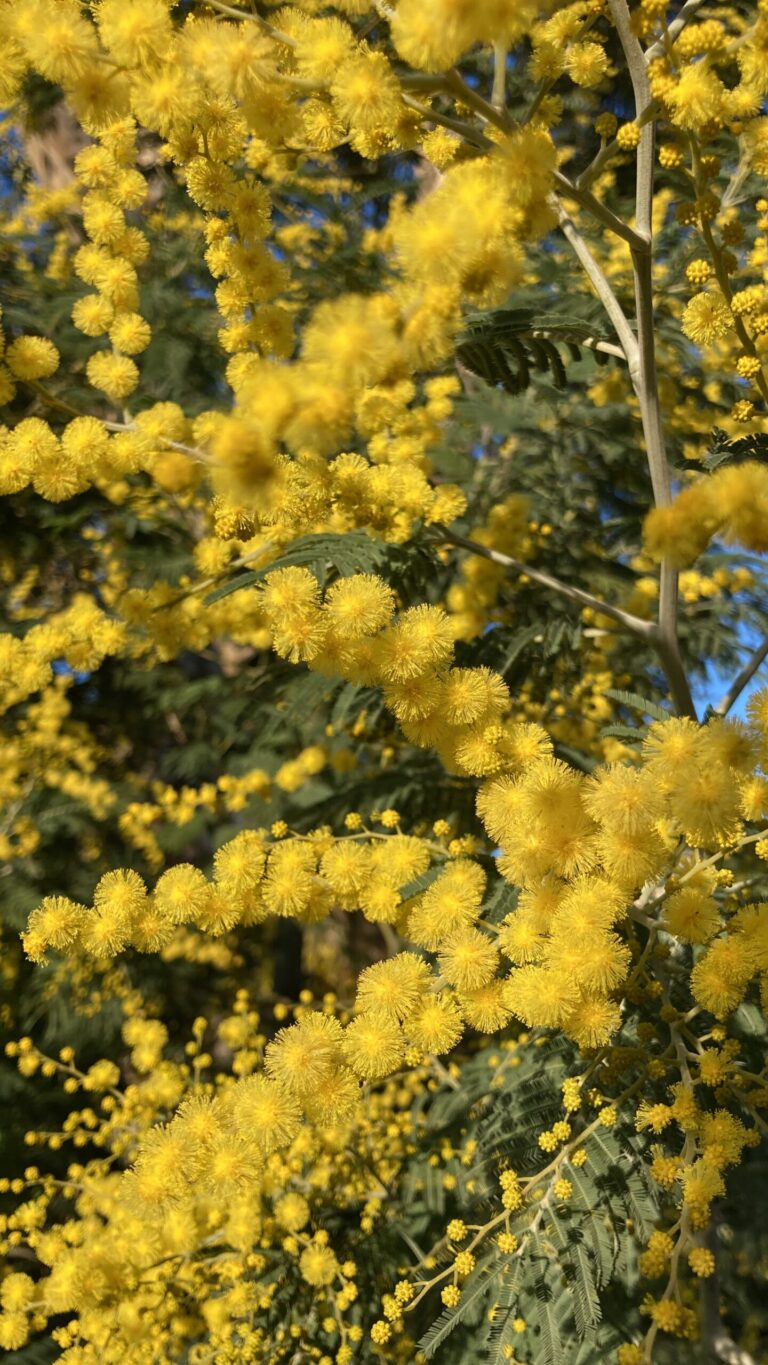 De l’amour et du mimosa